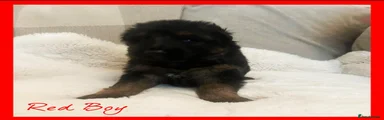 German Shepherd Puppy 5