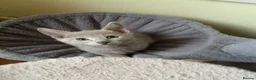 Russian Blue cats for sale: TICA 5* pedigree Russian blue kittens  - Advert 9