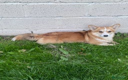 Welsh Corgi Pembroke dogs for sale: Champion Bloodline KC reg puppies - Image 15