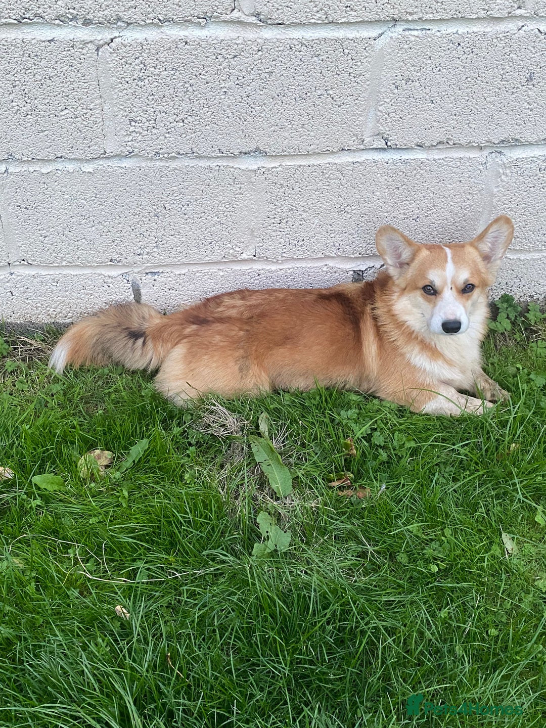 Welsh Corgi Pembroke dogs for sale: Champion Bloodline KC reg puppies - Image 15
