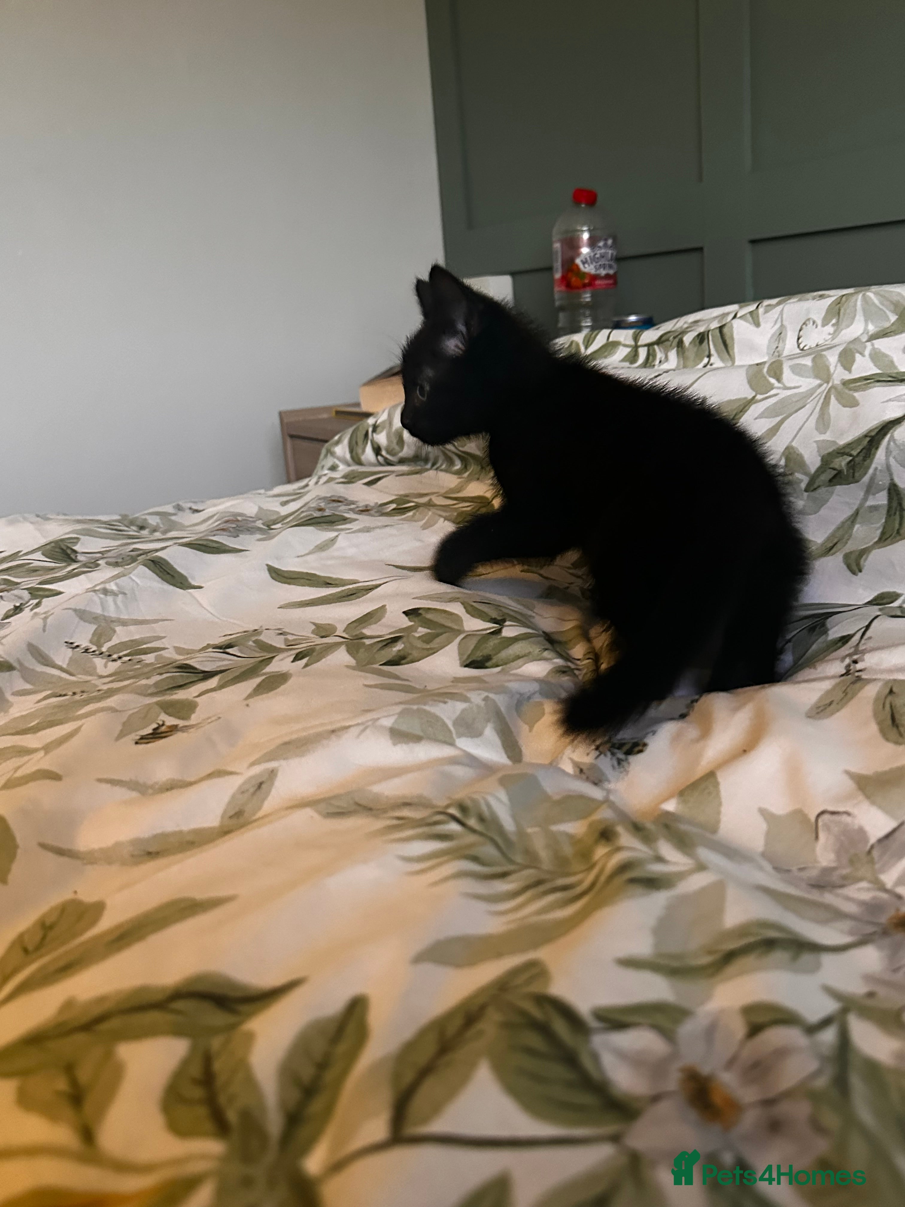 British Shorthair cats 4 beautiful kittens - Advert 6