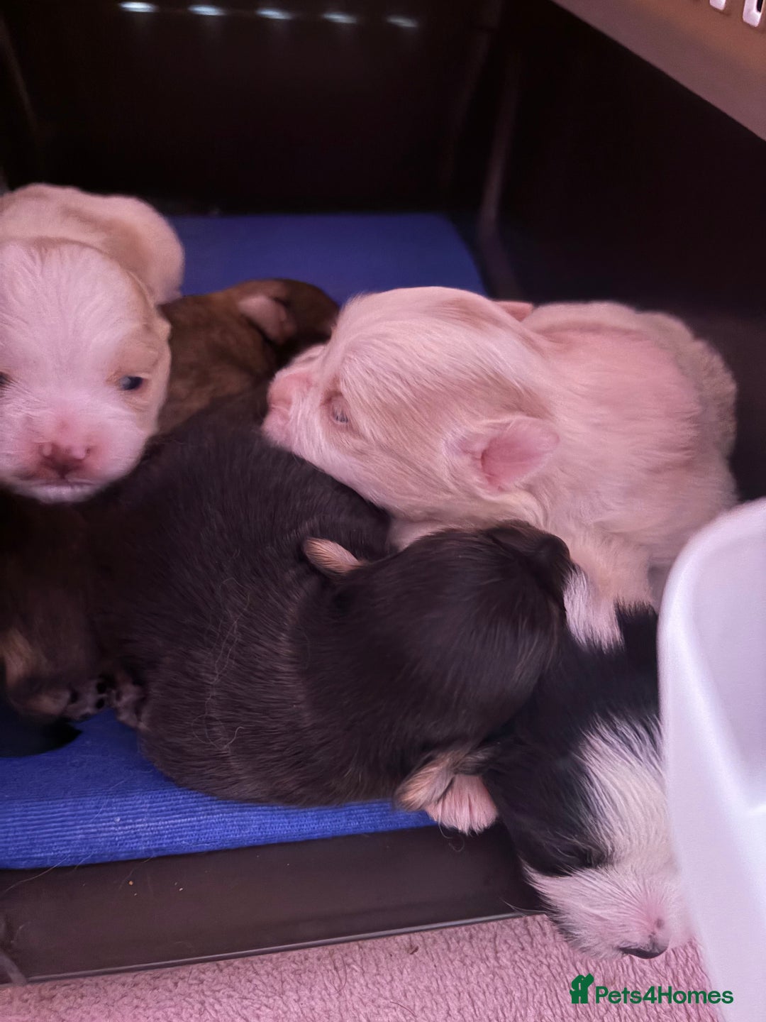 Mixed Breed dogs for sale: Mixed breed puppies - Advert 11