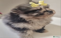 Pomeranian dogs for sale: Beautiful litter xxsmall teddy bear poms  - Image 14