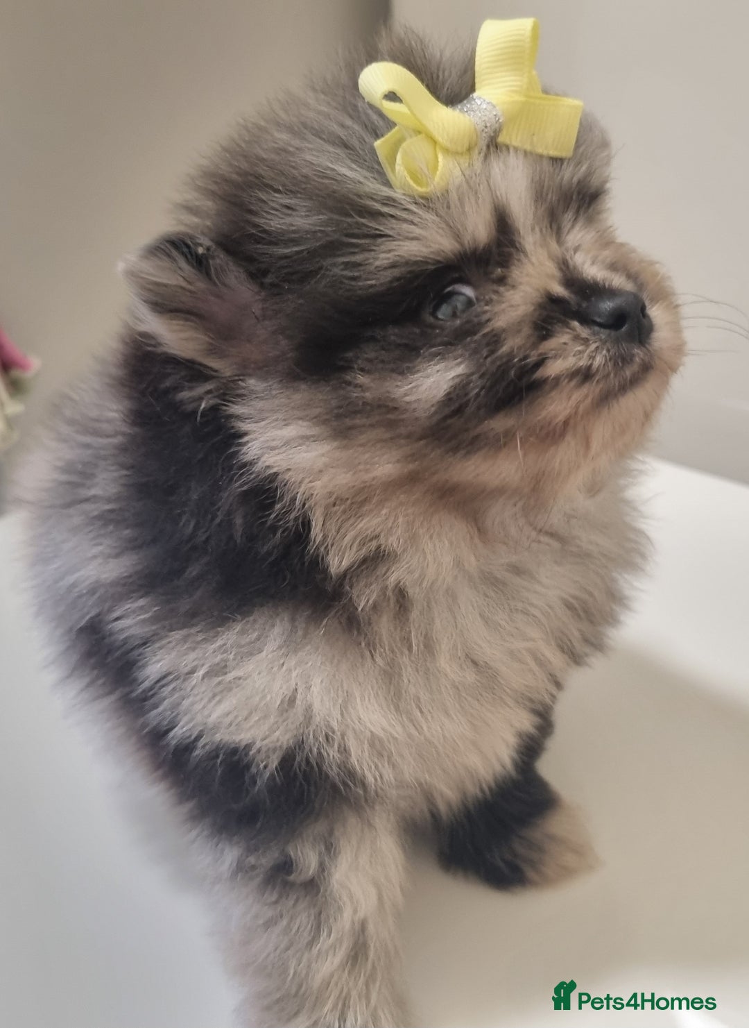 Pomeranian dogs for sale: Beautiful litter xxsmall teddy bear poms  - Image 14