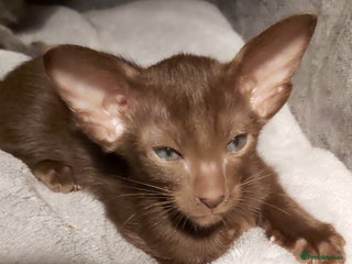 Oriental cats Full Pedigree Oriental 6 Kittens XL size ears GCCF - Advert 1