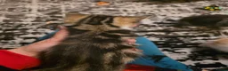 Persian cats for sale: Snuggly babies, chinchilla persian x  in Plymouth - Advert 28