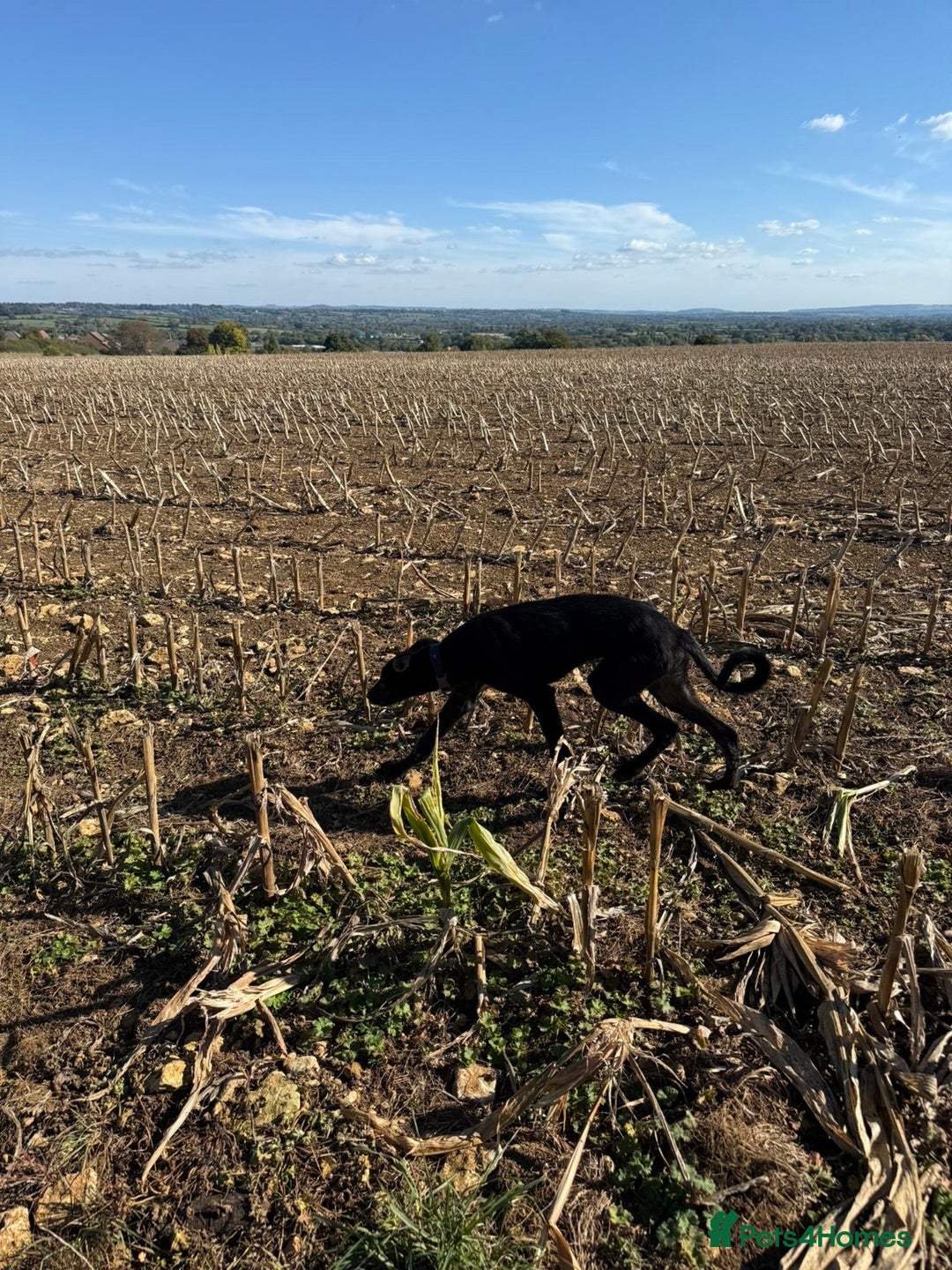 Lurcher dogs for sale: Lurcher pup - Image 1