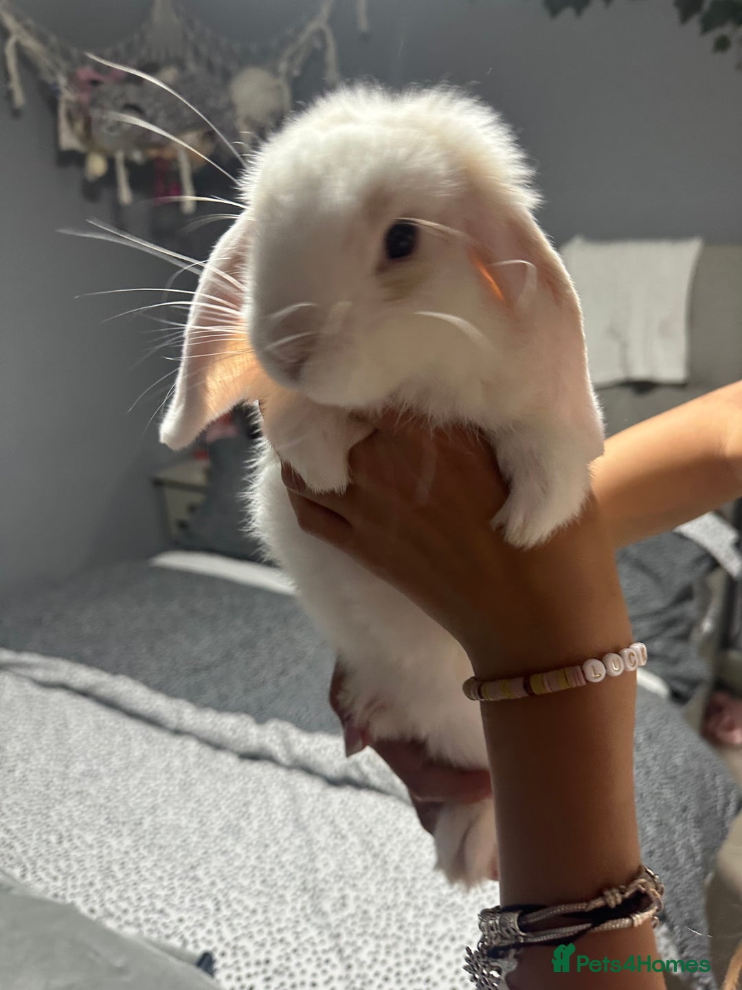 Mini Lop rabbits for sale: Mini dwarf lop rabbit  - Image 3