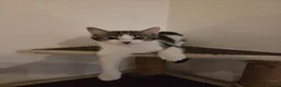 Mixed Breed cats for sale: Female kitten - Advert 2