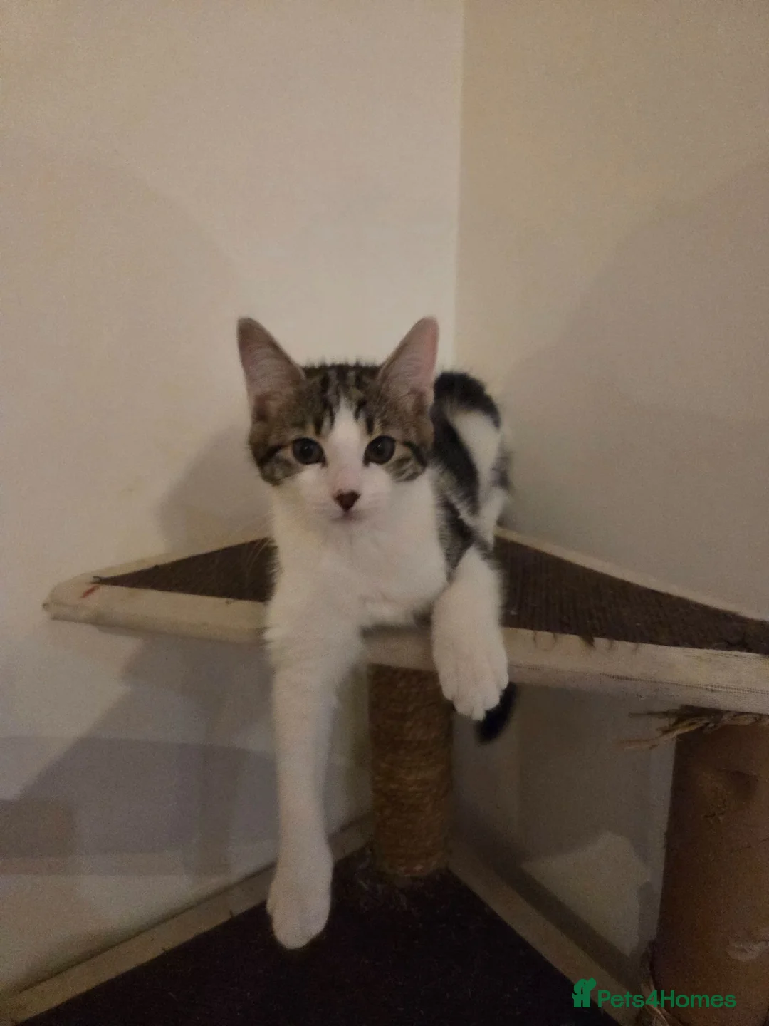 Mixed Breed cats for sale: Female kitten - Advert 2