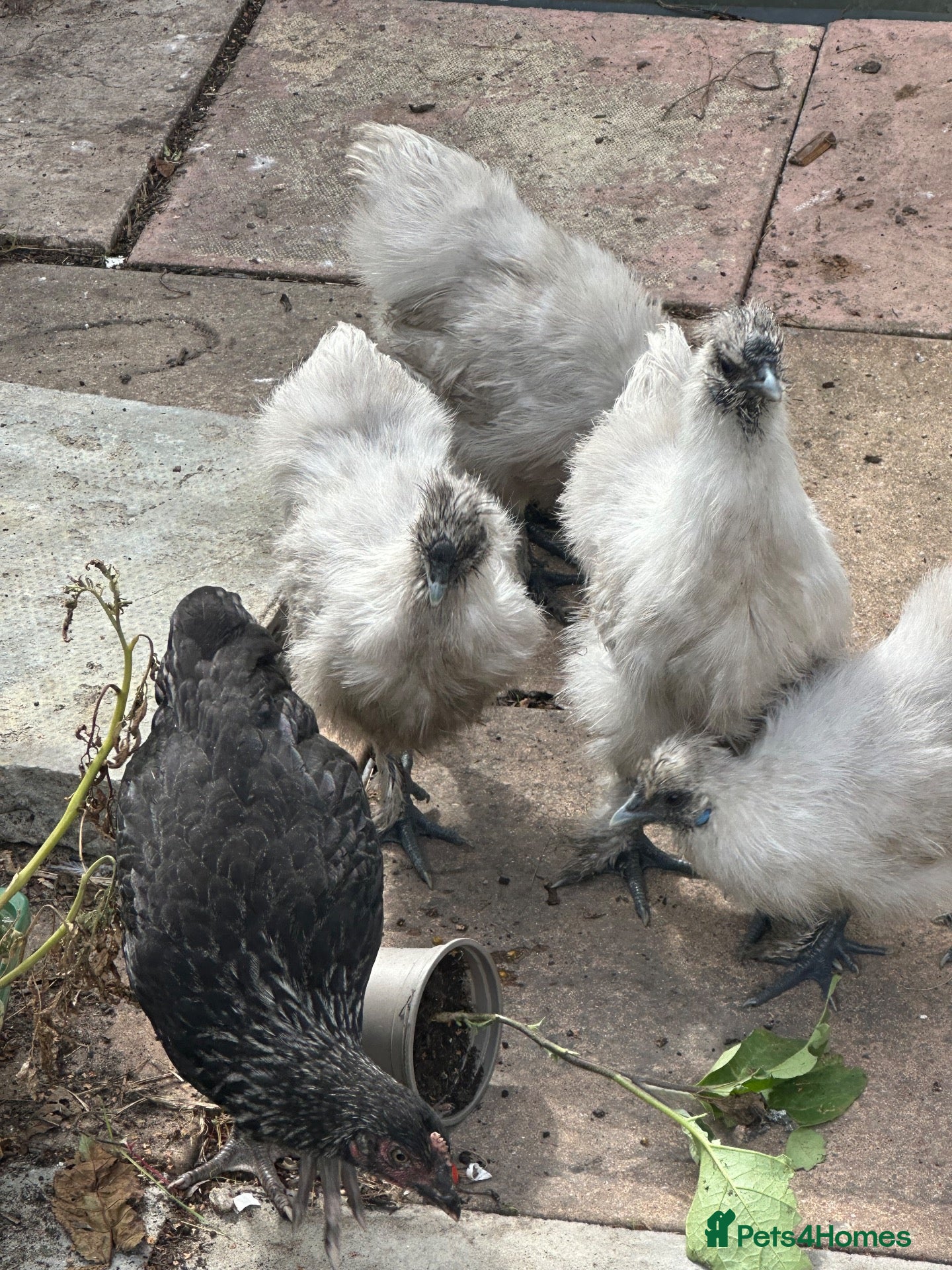Chickens poultry Silkie chickens - Advert 1
