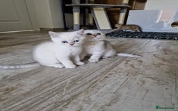 Scottish Fold cats for sale: Schotish straith and fold kittens😻 - Image 23