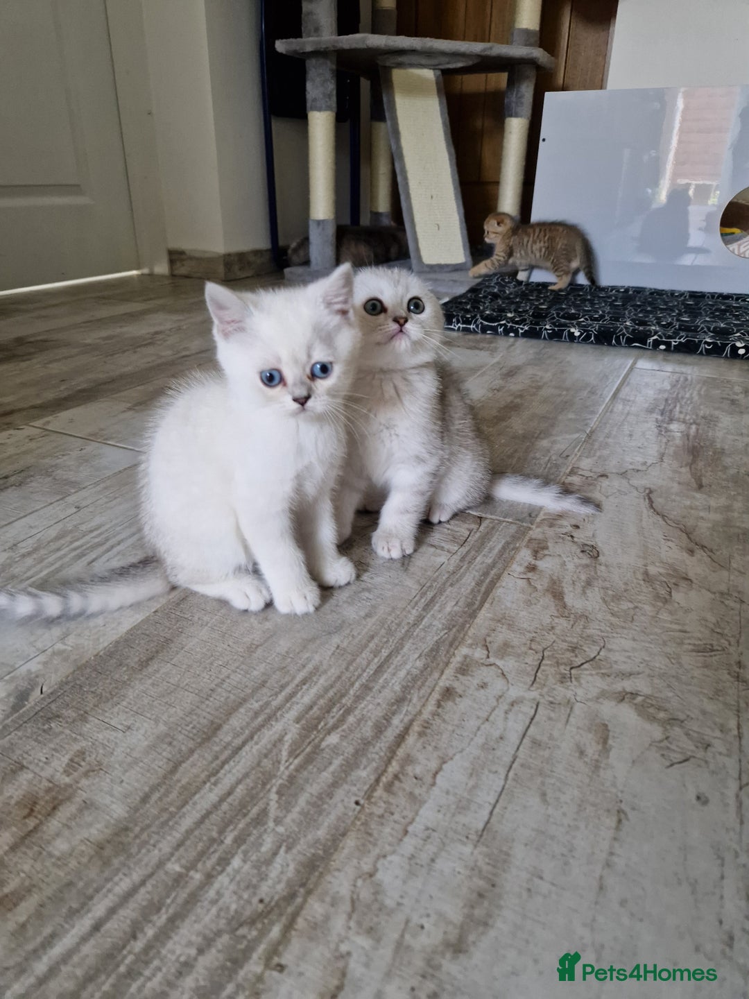 Scottish Fold cats for sale: Schotish straith and fold kittens😻 - Image 23