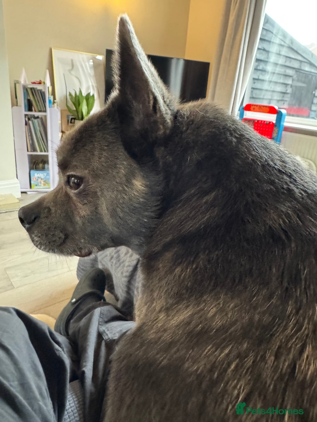 Mixed Breed dogs for sale: Ronnie  - Advert 30