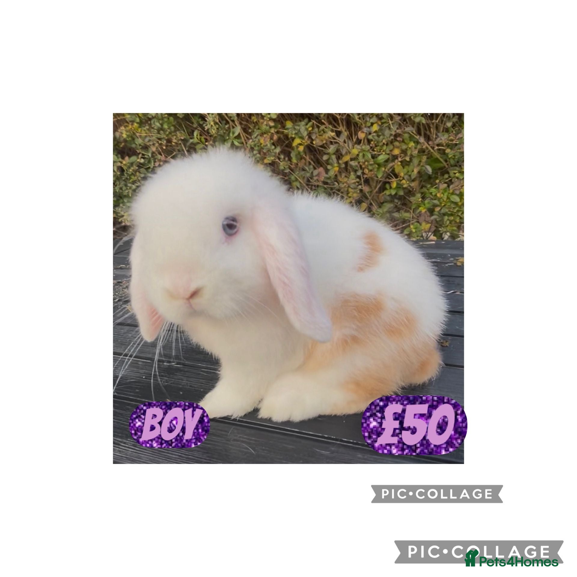 Mini Lop rabbits PEDIGREE MINI LOP BABIES READY TO LEAVE NOW  - Advert 15