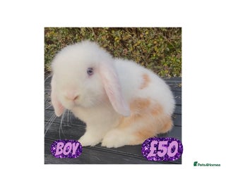Mini Lop rabbits PEDIGREE MINI LOP BABIES READY TO LEAVE NOW - Advert 15