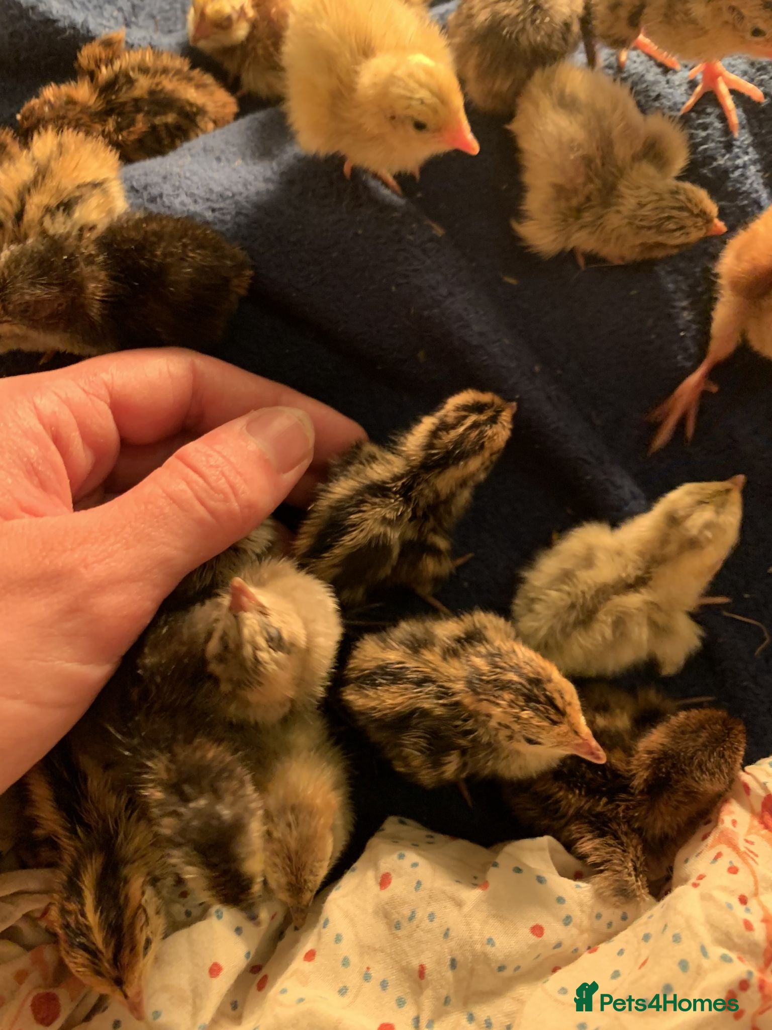 Quail poultry coturnix quail / Japanese Quail  - Advert 7