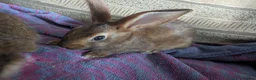 Belgian Hares rabbits for sale: Ready to leave on the 21st of July  in Aberdare - Advert 4