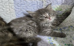 Maine Coon cats for sale: Gorgeous GCCF Maine Coons poss Active - Image 18