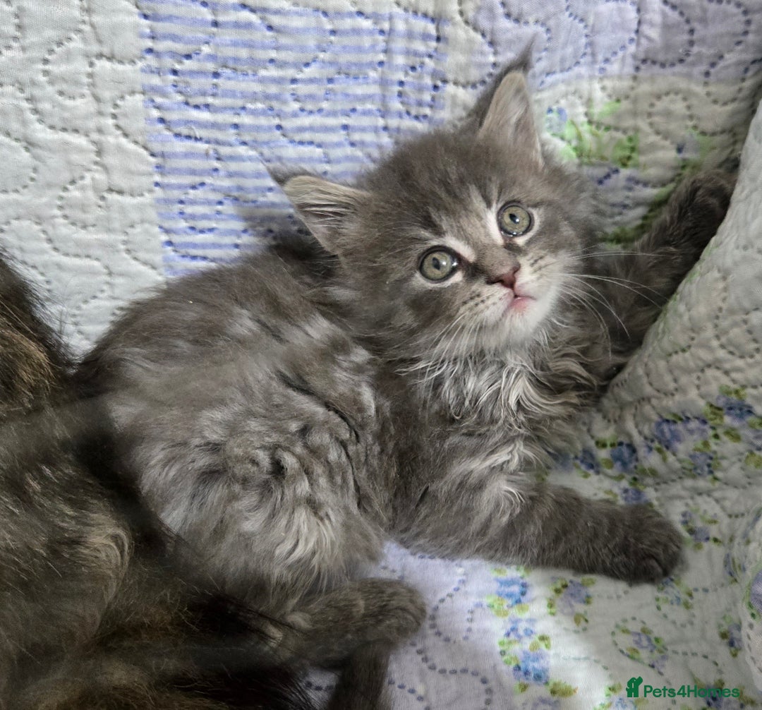 Maine Coon cats for sale: Gorgeous GCCF Maine Coons poss Active - Image 18