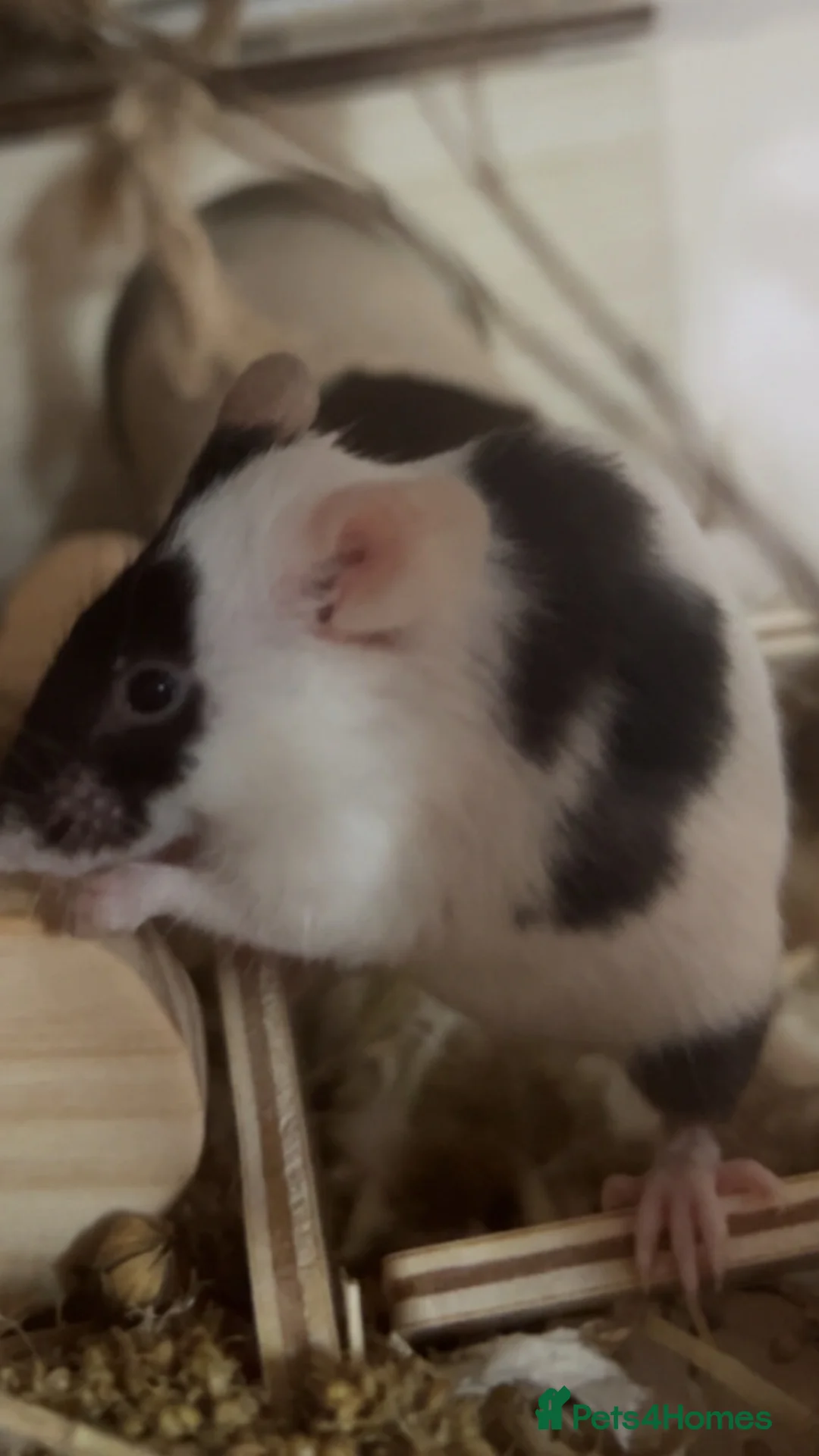 Mouse rodents for sale: Needs new home in Carlisle - Advert 1
