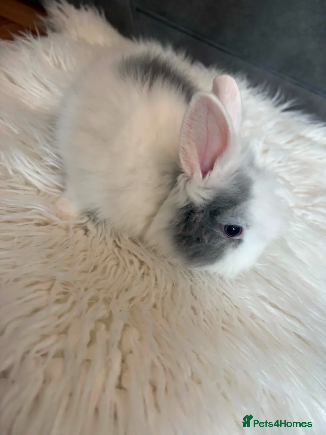 Lionhead rabbits for sale: Lionhead babies in Hereford - Advert 2