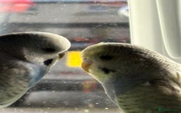 Budgerigars birds for sale: Young budgies for sale - Image 4