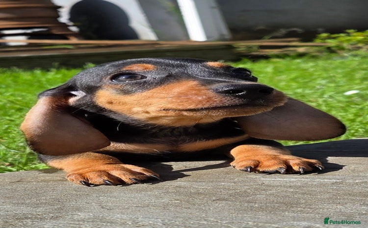 Miniature Dachshund dogs - Advert 1