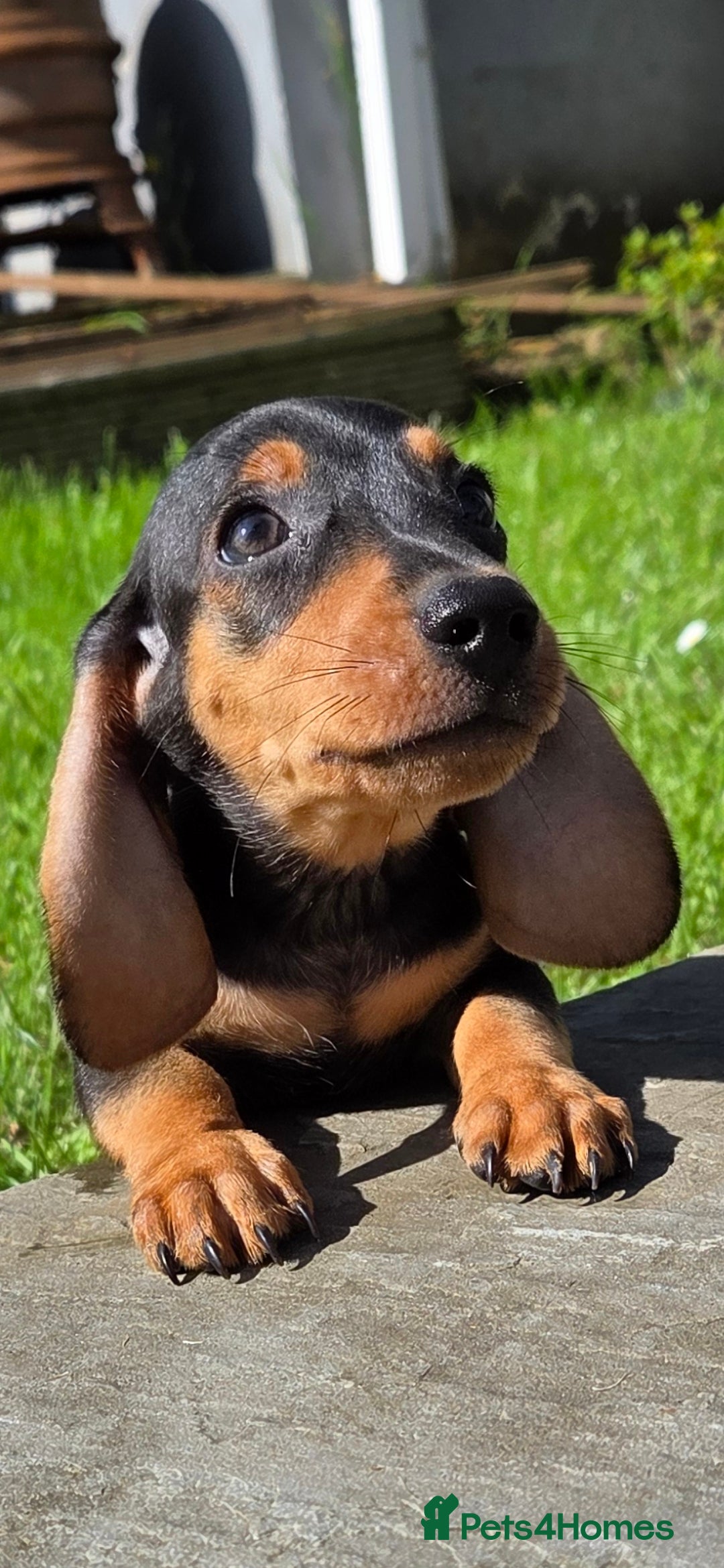 Miniature Dachshund dogs for sale: Dachshund puppy - Image 1