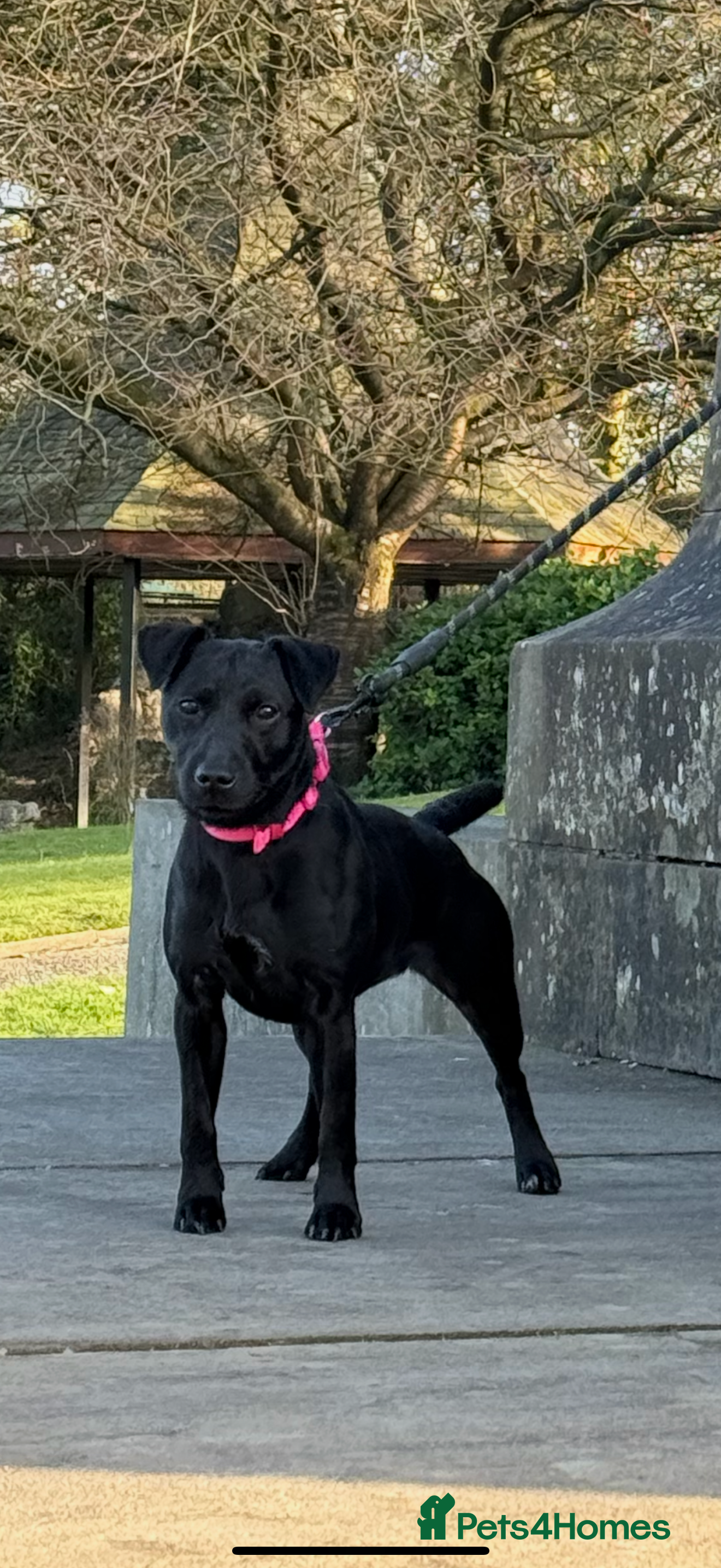 Patterdale Terrier dogs Patterdale female  - Advert 18