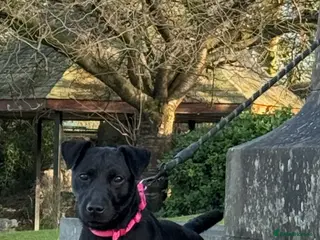 Patterdale Terrier dogs Patterdale female - Advert 18