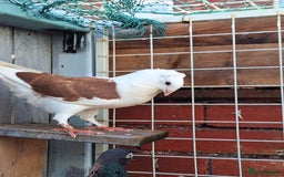 Pigeons birds for sale: 10 Pigeons for sale - Advert 20