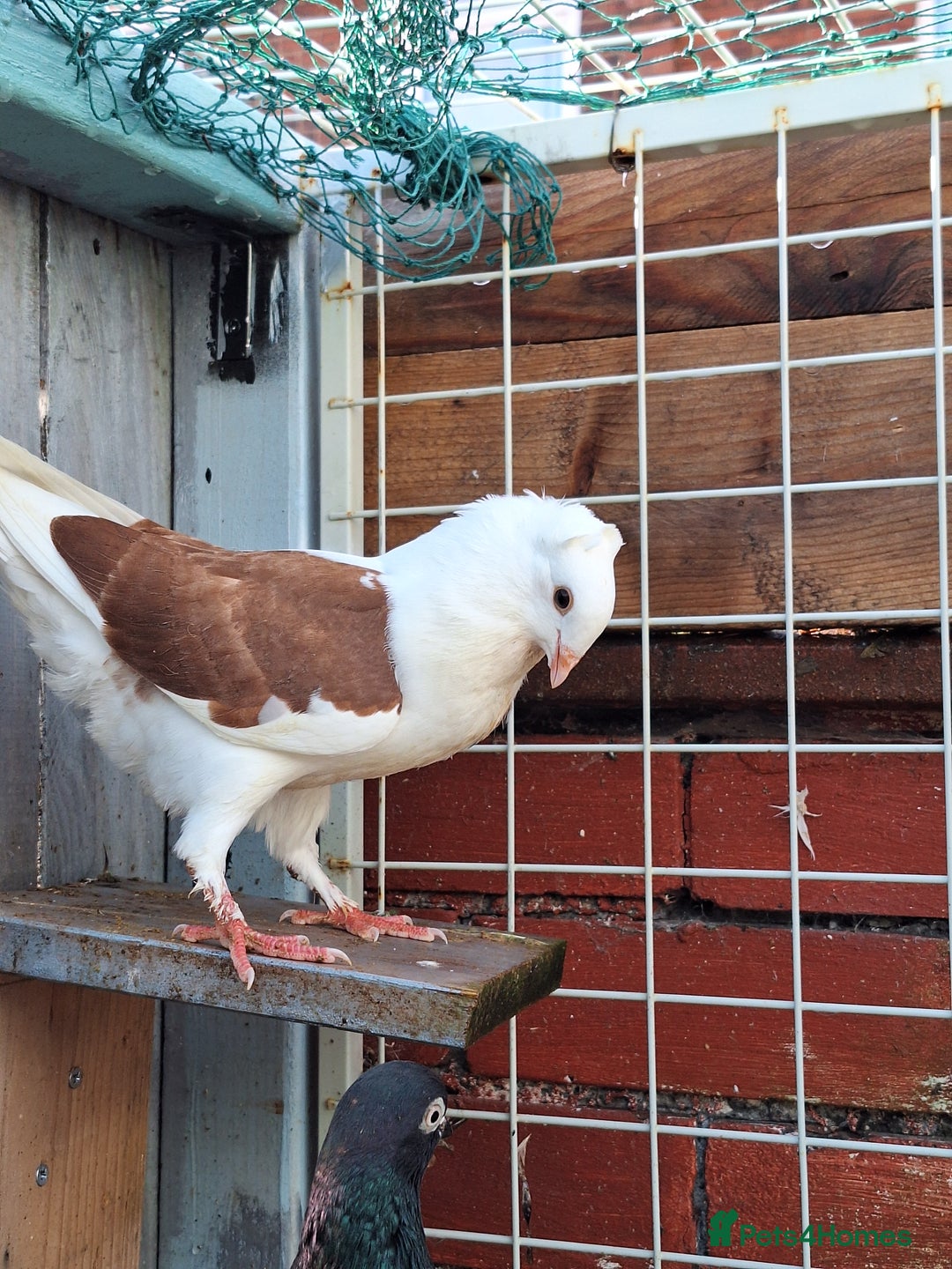 Pigeons birds for sale: 10 Pigeons for sale - Advert 20