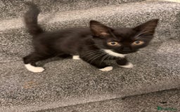 American Shorthair cats for sale: One Beautiful kitten left for sale - Image 12