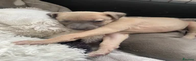 Whippet Puppy 6