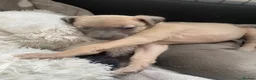 Whippet dogs for sale: KC Reg Whippet  - Advert 10