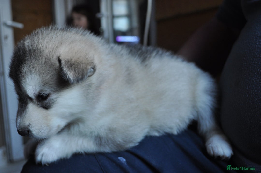 Alaskan Malamute dogs for sale: Alaskan Malamute Puppies - Advert 38