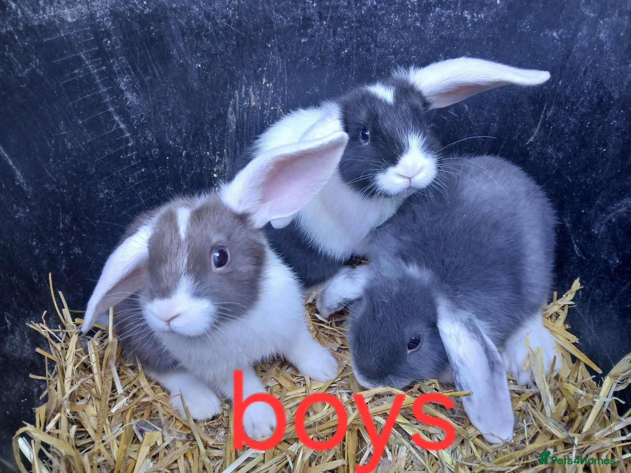 Mini Lop rabbits Mini lop bunnies all boys - Advert 4