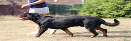 Rottweiler dogs for stud: Proven stud Hector 60kg plus Rottweiler KC Reg  - Advert 3