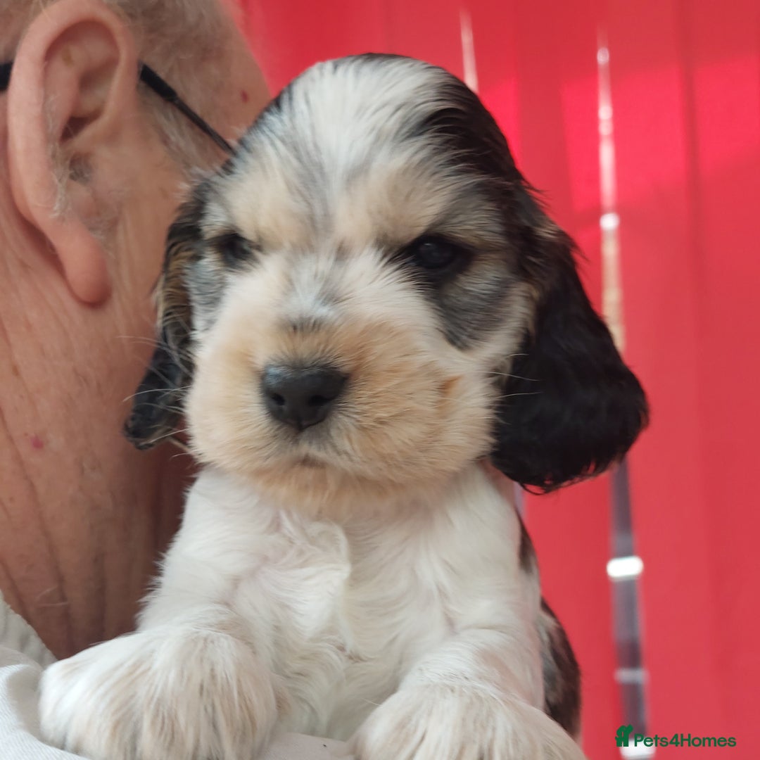 Cocker Spaniel dogs for sale: Kc Reg show type cocker spaniel puppies  - Image 2