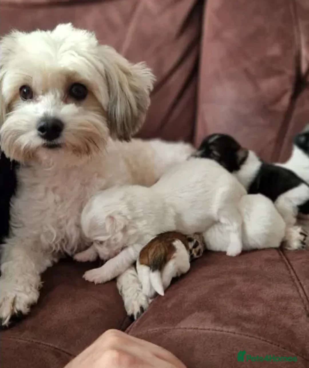 Havanese dogs for sale: The Ultimate Lap Dog – Precious Havanese Puppies  - Advert 1