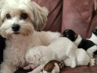 Havanese dogs The Ultimate Lap Dog – Precious Havanese Puppies - Advert 1