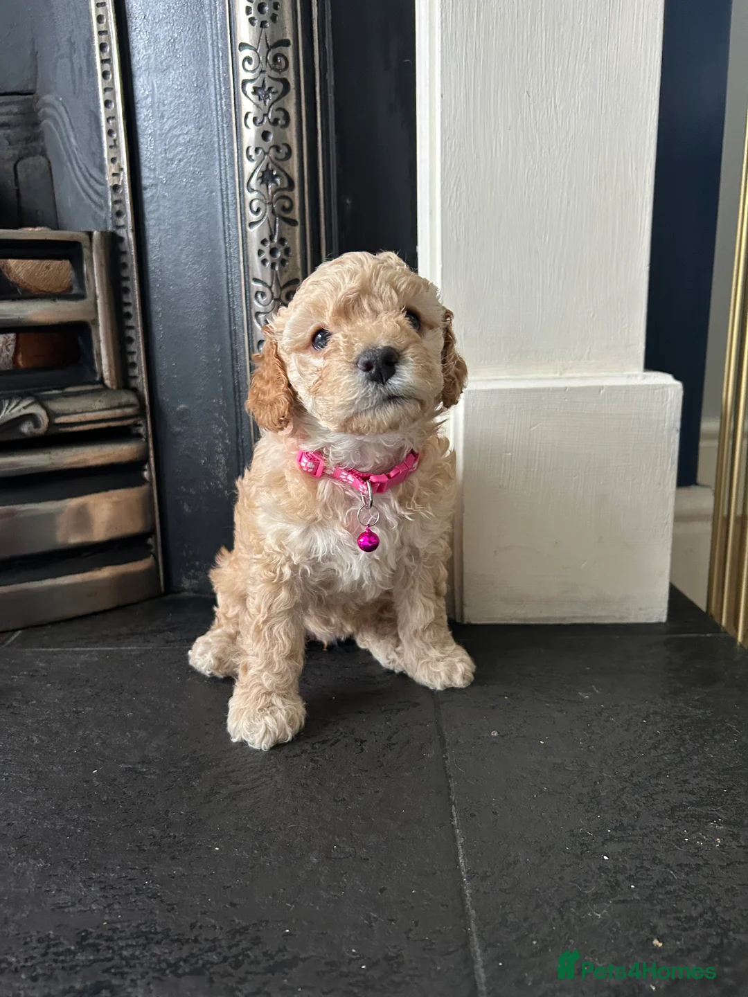 Cockapoo dogs for sale: Cockapoo puppy  - Advert 10