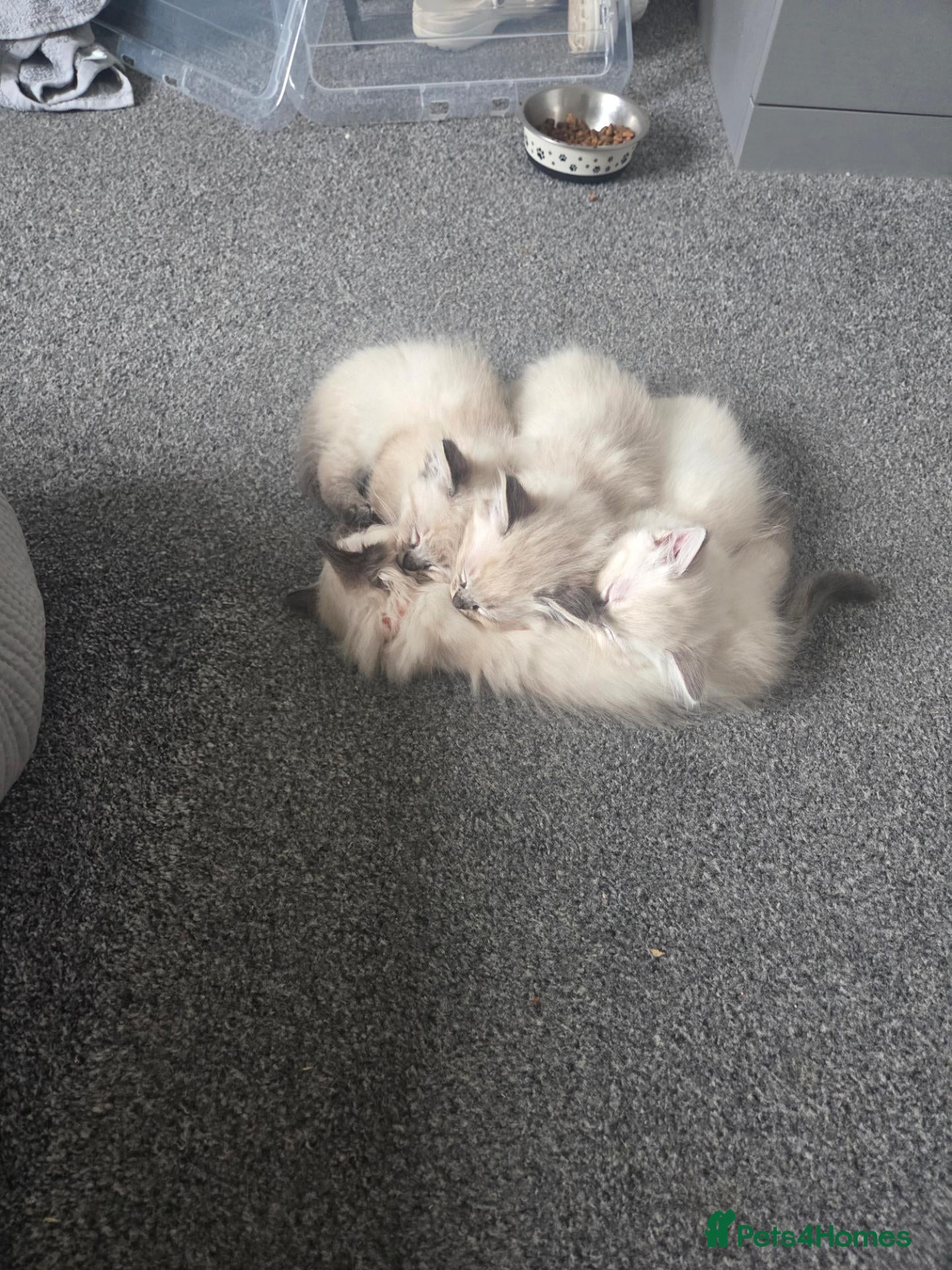 Ragdoll cats Ragdoll kittens - Advert 7