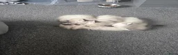 Ragdoll cats for sale: Ragdoll kittens - Advert 1