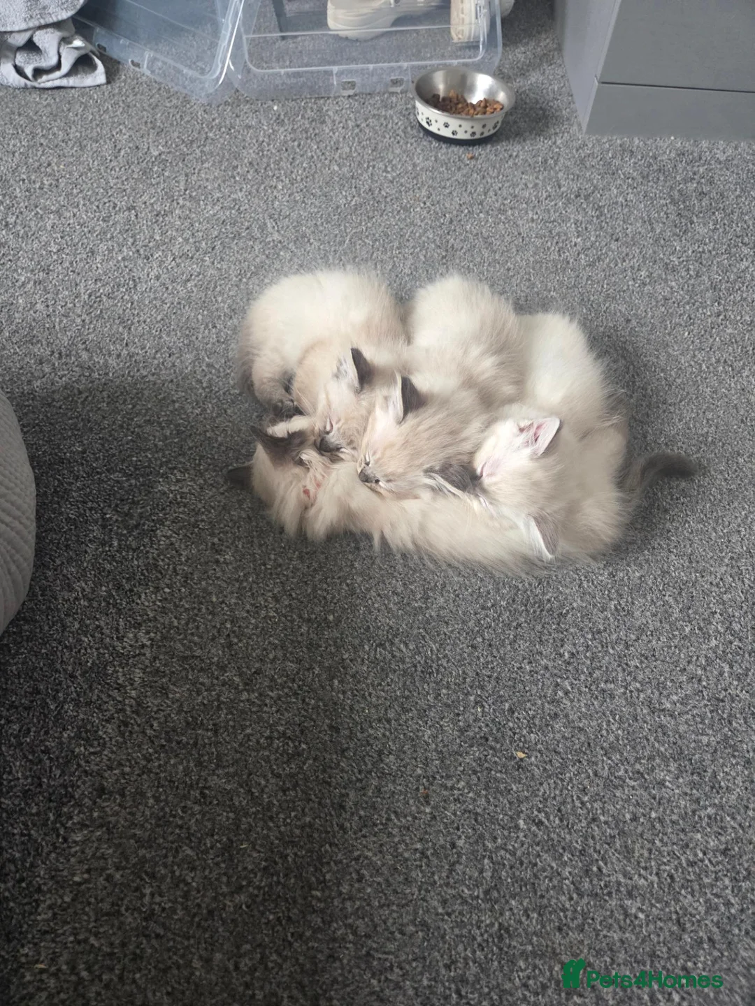 Ragdoll cats for sale: Ragdoll kittens - Advert 1