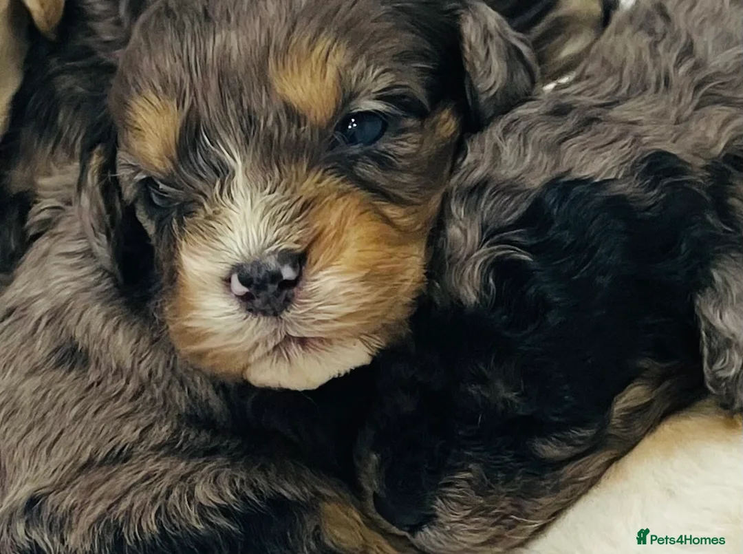 Cavapoo dogs for sale: Exceptional F1 B teddy bear cavapoo puppies  - Advert 8