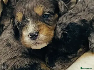 Cavapoo dogs Exceptional F1 B teddy bear cavapoo puppies - Advert 2