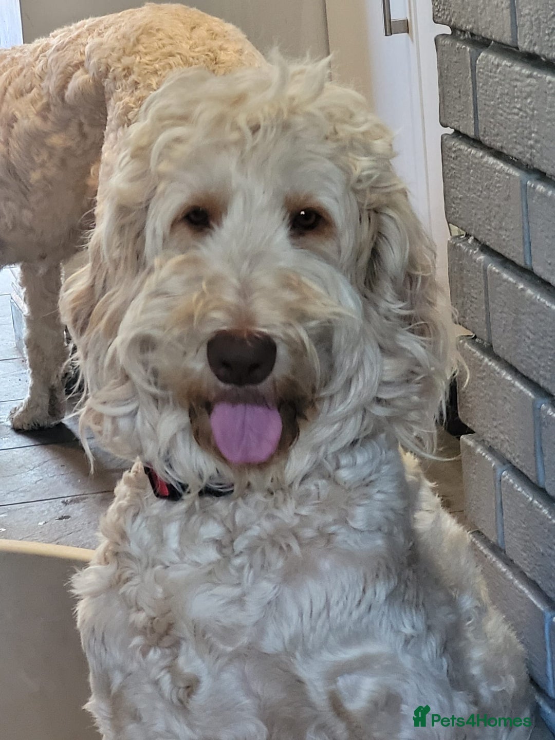 Labradoodle dogs for sale: Large standard labradoodles - Image 18