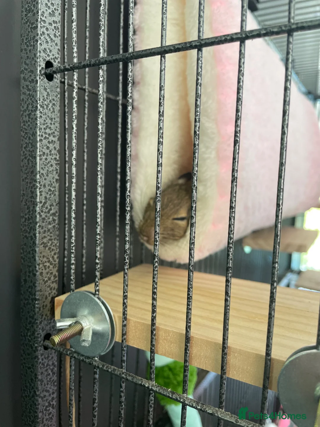 Degus rodents for sale: Two bonded female Degus in Folkestone - Advert 1